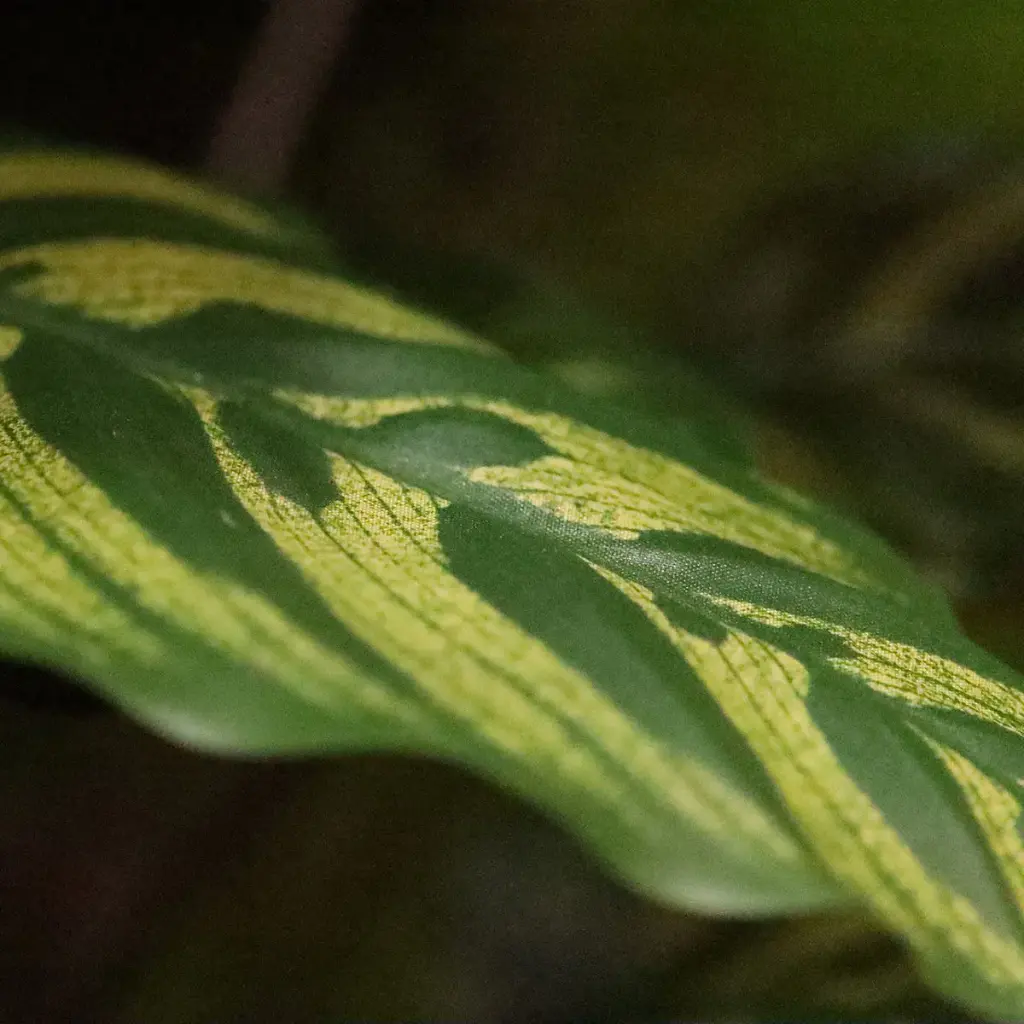 Red Calathea 115 2.webp