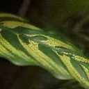 Red Calathea 115 2.webp