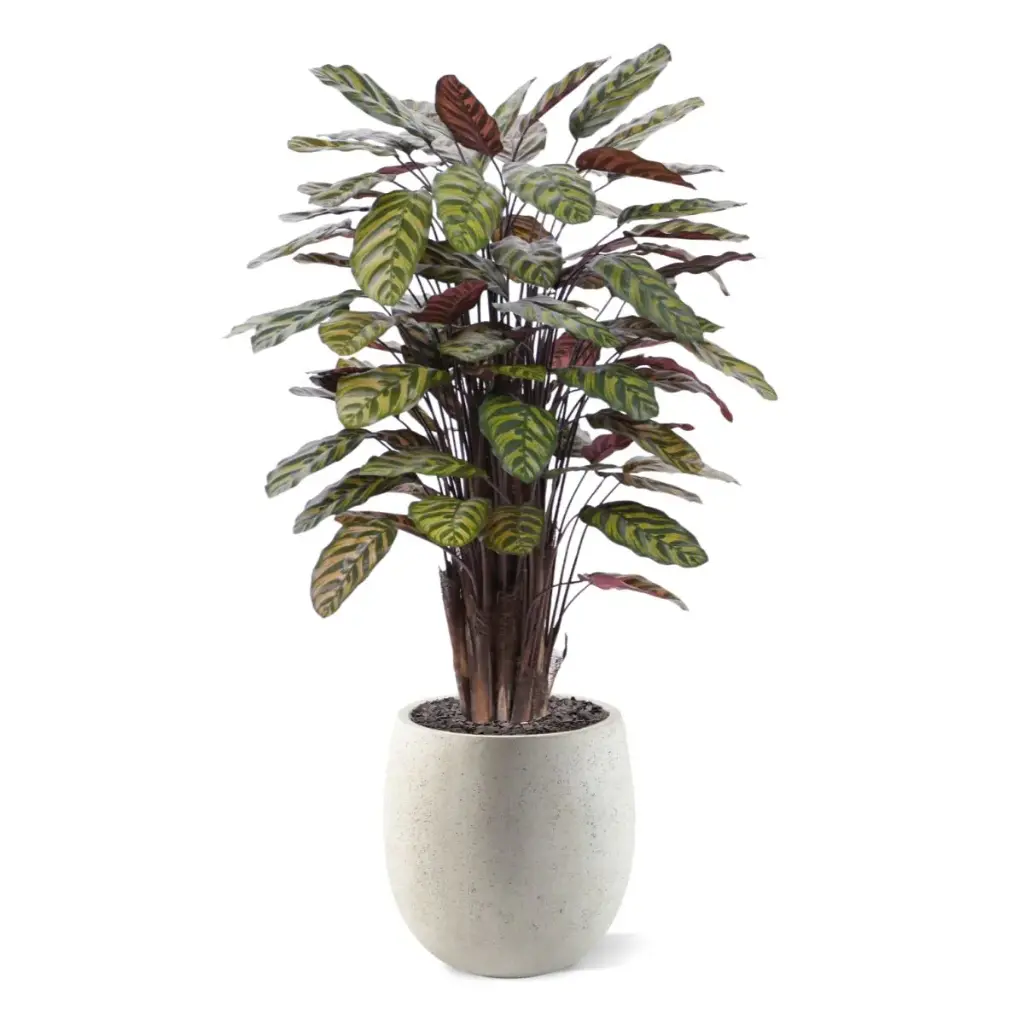 Red Calathea 115 6.webp