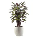Red Calathea 115 6.webp