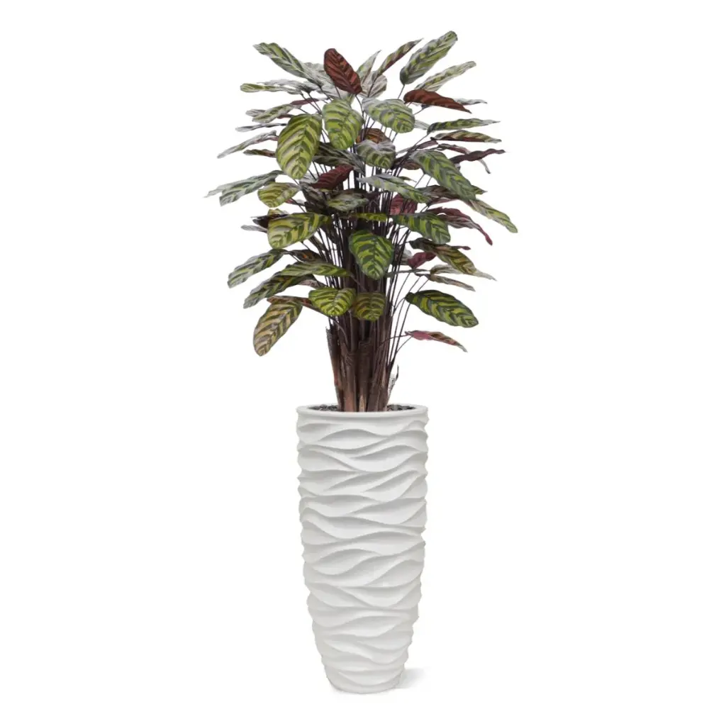 Red Calathea 115 5.webp