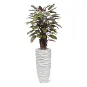 Red Calathea 115 5.webp