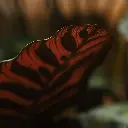 Red Calathea 115 3.webp