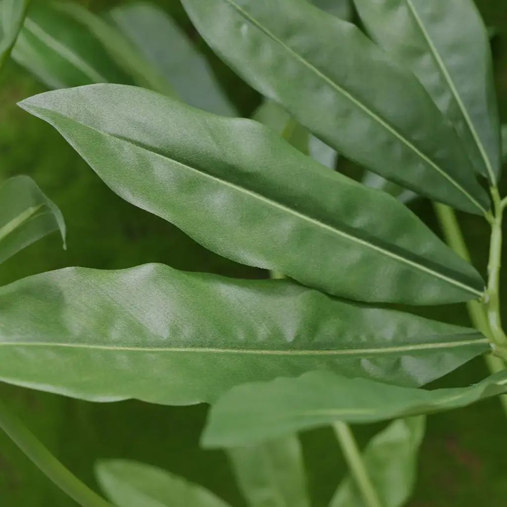 Philodendron fun bun 155 2.webp