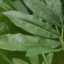 Philodendron fun bun 155 2.webp