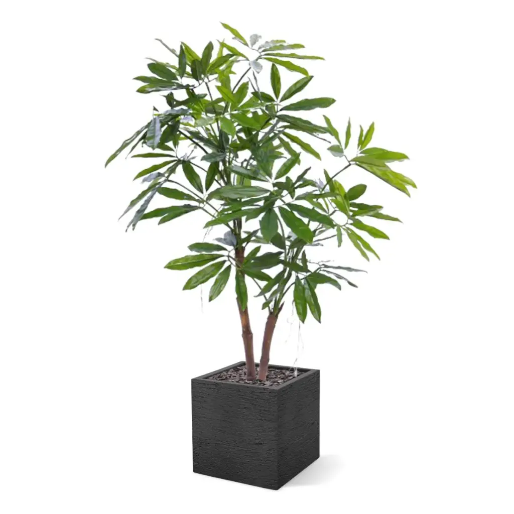 Philodendron fun bun 155 3.webp