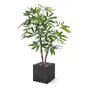 Philodendron fun bun 155 3.webp