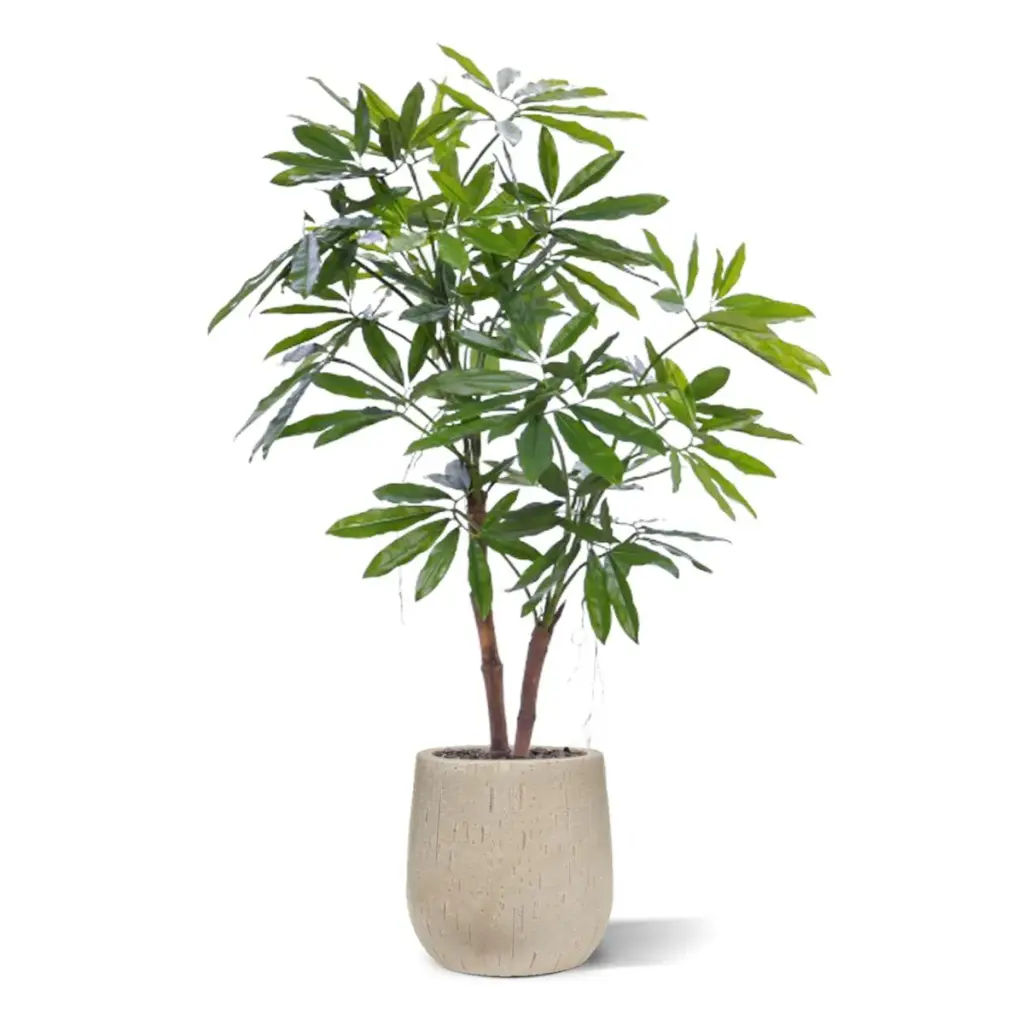 Philodendron fun bun 155 4.webp