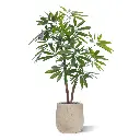 Philodendron fun bun 155 4.webp