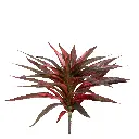 Draceana_groen-rood 30 1.webp