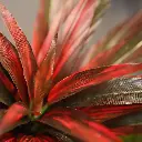 Draceana_groen-rood 30 2.webp