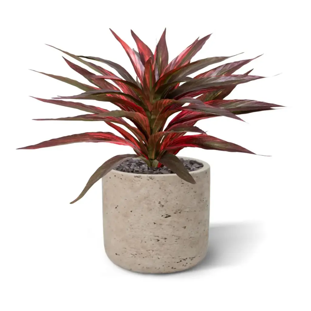 Draceana_groen-rood 30 3.webp