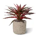 Draceana_groen-rood 30 3.webp