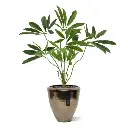 philodendron-fun-bun-kunstplant-80cm-deluxe-combination-image-1.webp