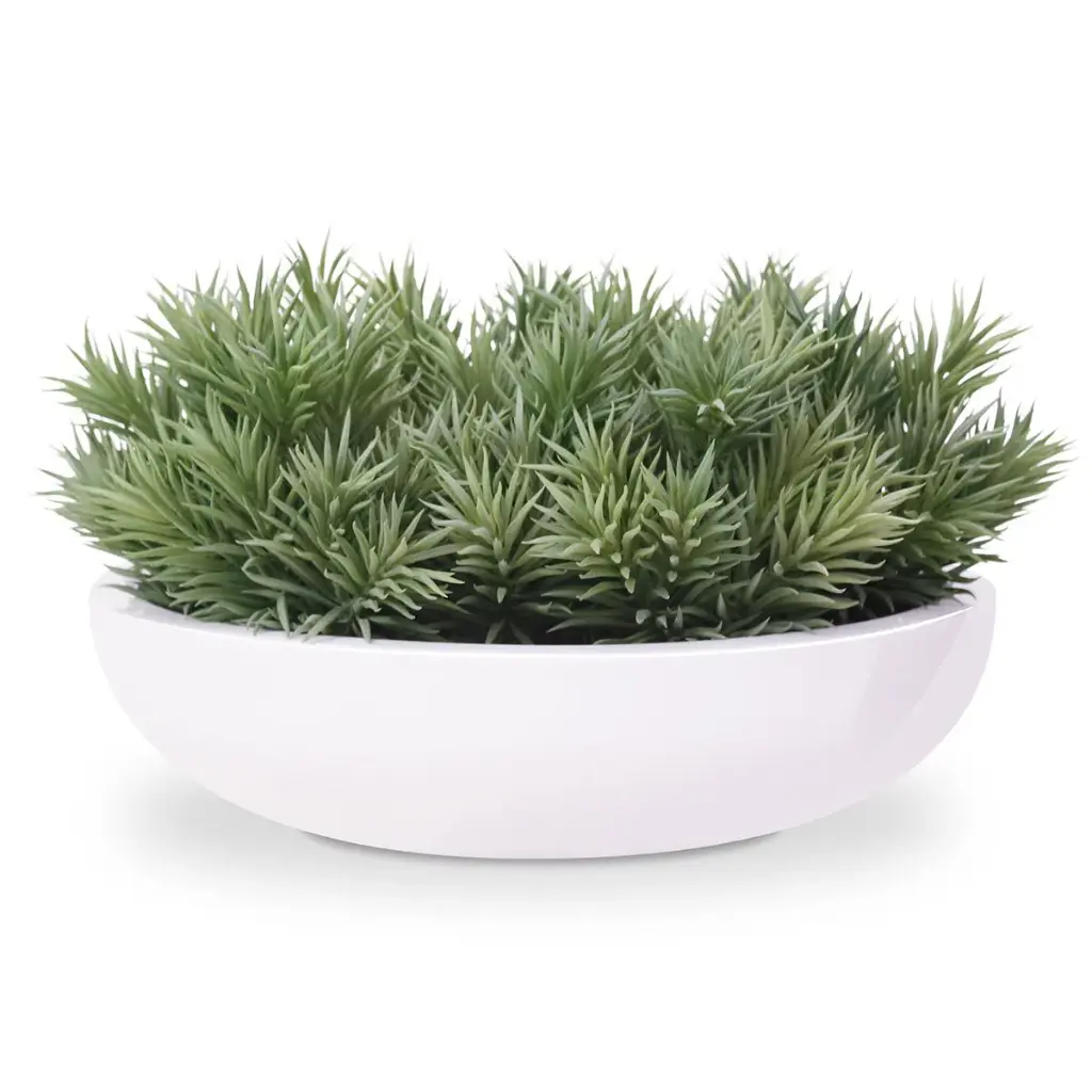 Peperomia Happy Bean 4.webp