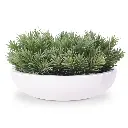 Peperomia Happy Bean 4.webp