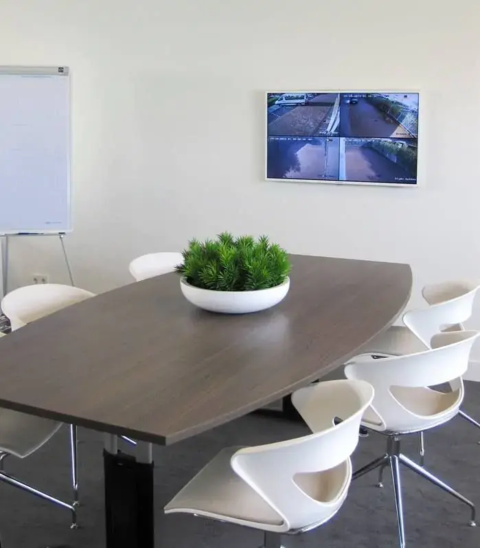 Peperomia Happy Bean 5.webp