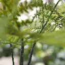 Asparagus kunstboeket 40 3.webp