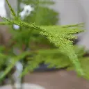 Asparagus kunstboeket 40 2.webp