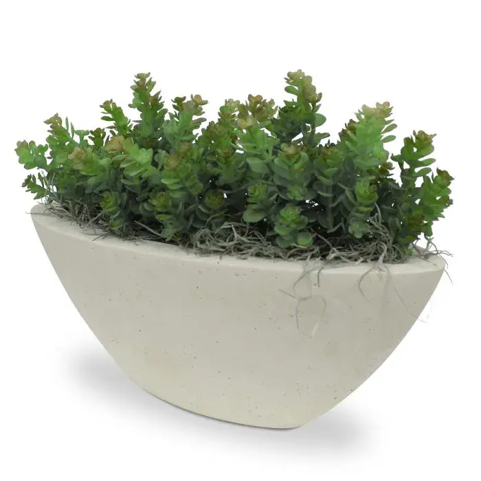 Sedum 18 2.webp