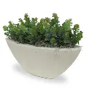 Sedum 18 2.webp