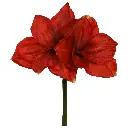 Amaryllis 67 2.webp