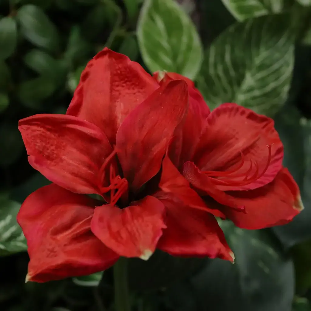 Amaryllis 67 3.webp