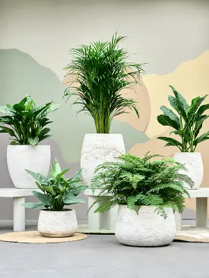 Algar Darcy Low White 2.webp