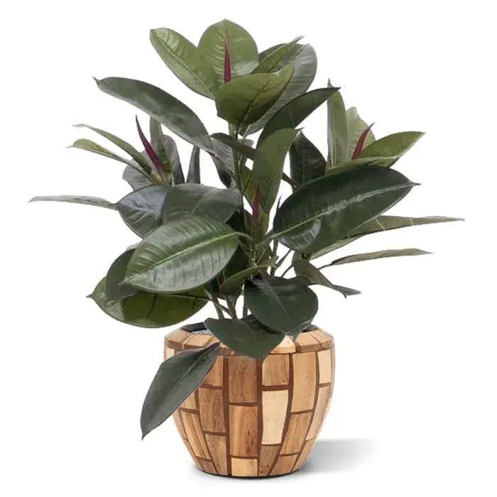 Philodendron_Windowplant_50cm_in_pot_401605_3_3.webp