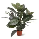 Philodendron_Windowplant_50cm_in_pot_401605_1_3.webp