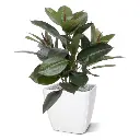 Philodendron_Windowplant_50cm_in_pot_401605_5_2.webp