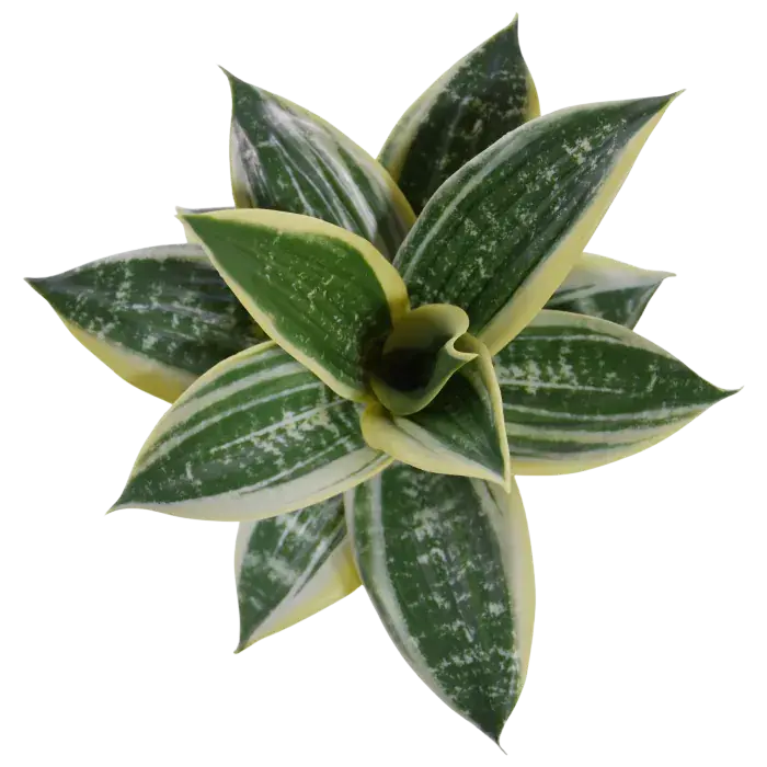 447502BO-Sanseveria-bush-20-bont-ba_3.webp