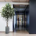 Ficus Exotica 330 2.webp