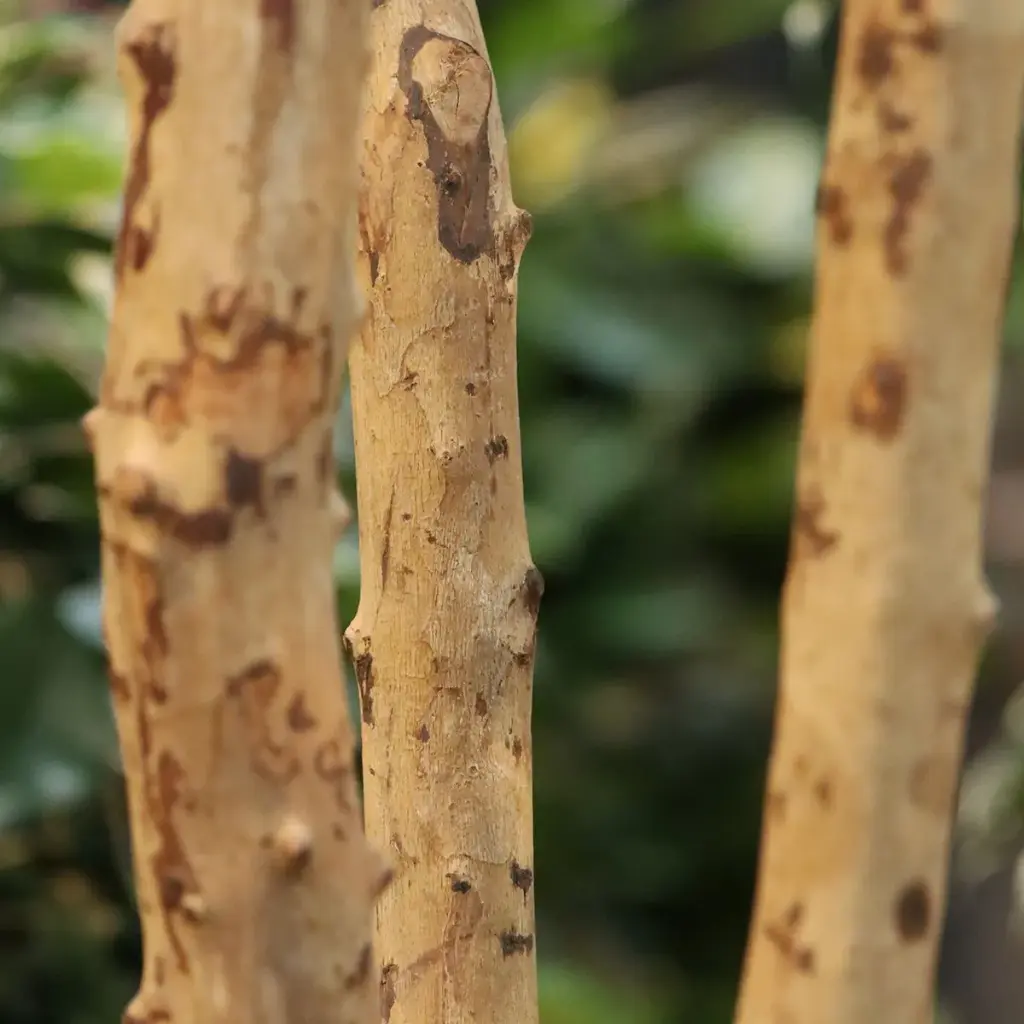 Ficus Exotica 330 4.webp