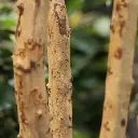 Ficus Exotica 330 4.webp