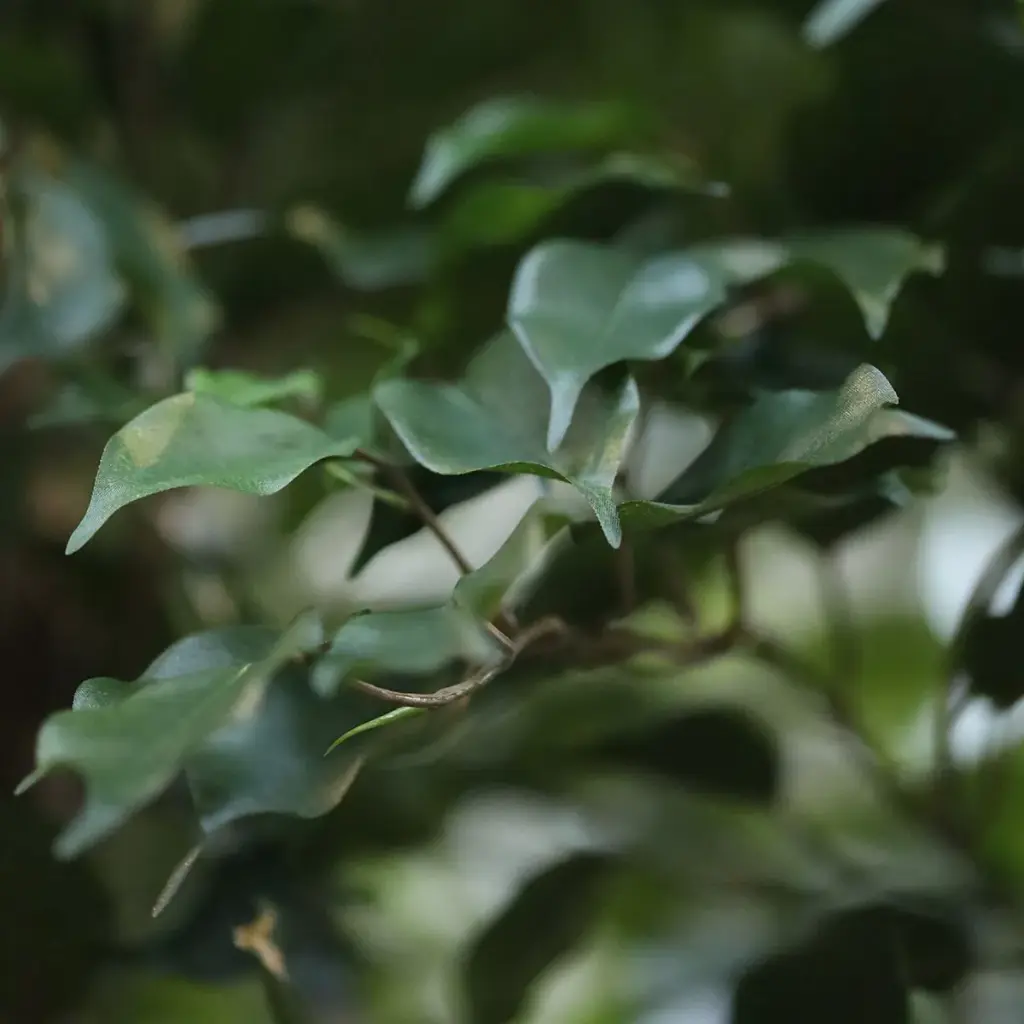 Ficus Exotica 330 3.webp