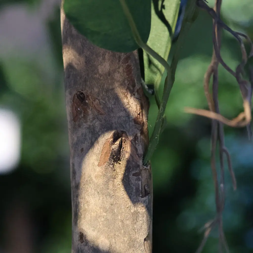 Ficus Exotica 300 groen 3.webp