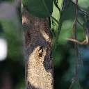 Ficus Exotica 300 groen 3.webp