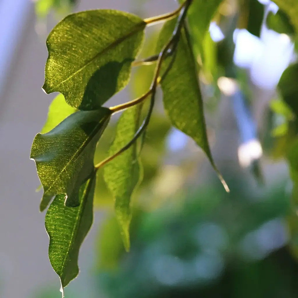 Ficus Exotica 300 groen 2.webp