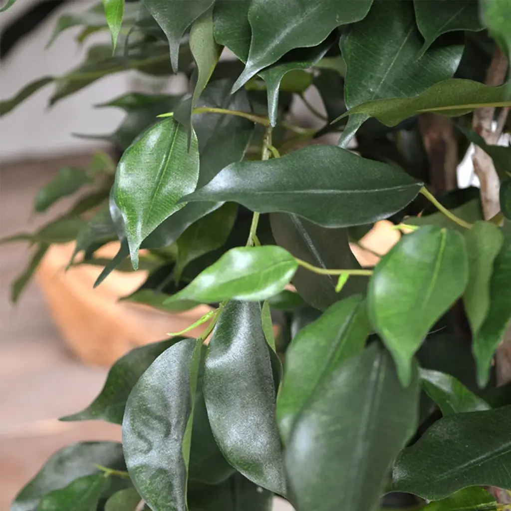 Ficus Exotica 110 groen 3.webp
