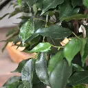 Ficus Exotica 110 groen 3.webp