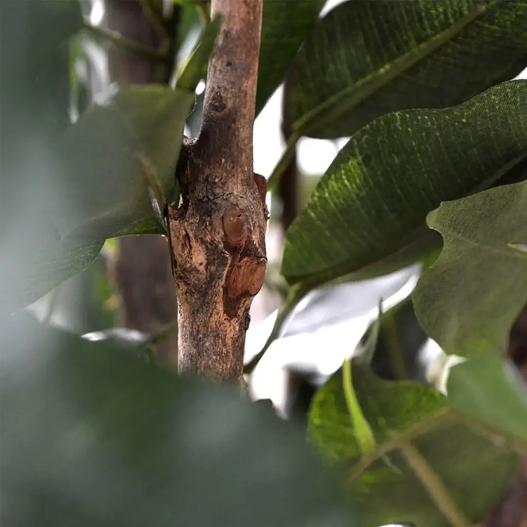 Ficus Exotica 110 groen 2.webp