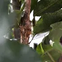 Ficus Exotica 110 groen 2.webp