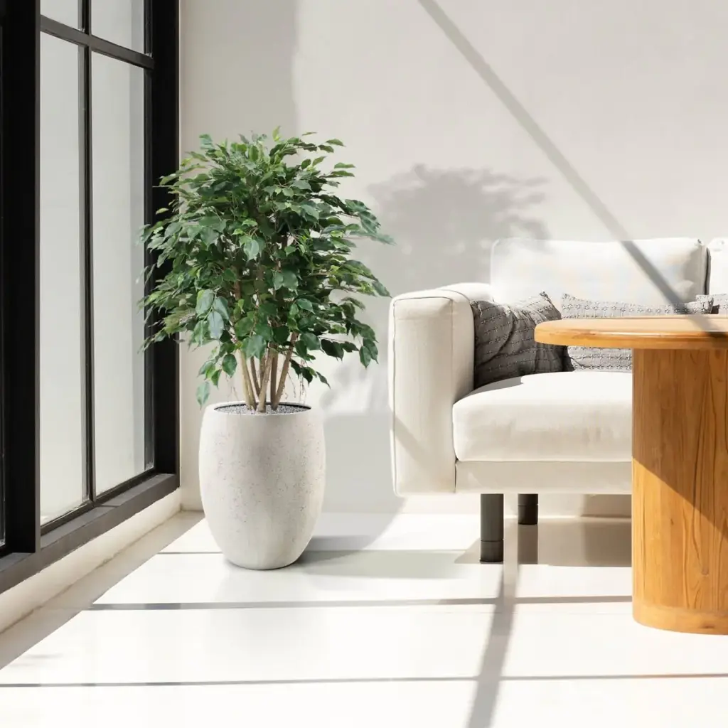 Ficus Exotica 110 groen 4.webp