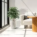 Ficus Exotica 110 groen 4.webp