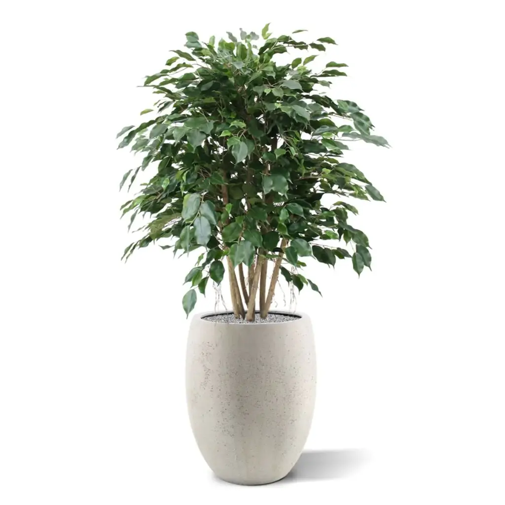 Ficus Exotica 110 groen 5.webp