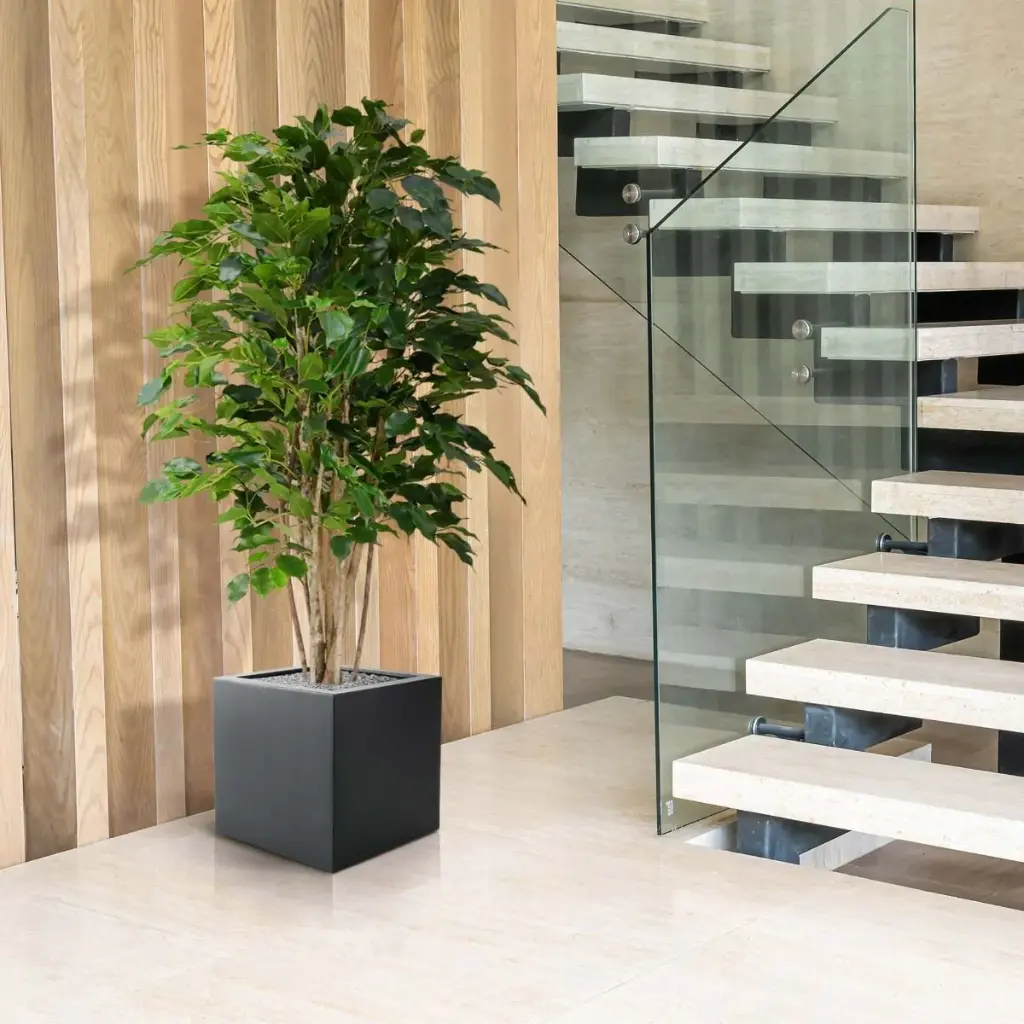 Ficus Exotica 125 groen 4.webp