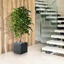 Ficus Exotica 125 groen 4.webp