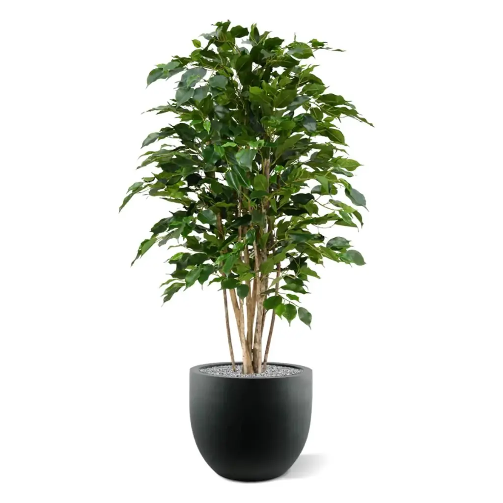 Ficus Exotica 125 groen 5.webp