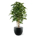 Ficus Exotica 125 groen 5.webp